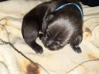 Rufus AKC blue collar, a male Cane Corso for sale in Seneca, MO – 3 of 10