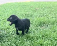 Rufus AKC blue collar , a male Cane Corso for sale in Seneca, MO – 2 of 9