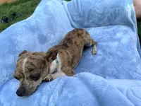 Roxy, a female Chihuahua for sale in Seneca, MO – 6 of 7