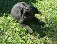 Cain AKC red collar- 4th of July Special!, a male Cane Corso for sale in Seneca, MO – 8 of 10