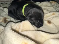 Dean AKC green collar, a male Cane Corso for sale in Seneca, MO – 3 of 8