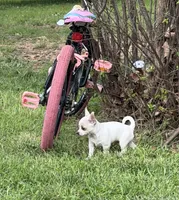 AKC Olaf, a male Chihuahua for sale in Seneca, MO – 5 of 10