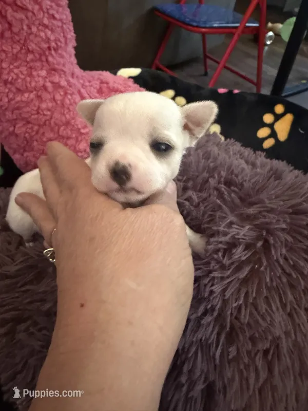 Olaf – Chihuahua puppy for sale in Seneca, MO