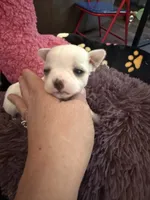 Olaf, a male Chihuahua for sale in Seneca, MO – 1 of 10
