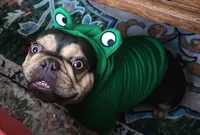 Athena, a female French Bulldog for sale in Seneca, MO – 2 of 6