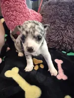 Louis akc, a male Chihuahua for sale in Seneca, MO – 2 of 10