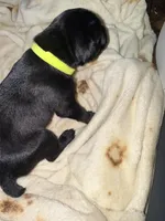 Dean AKC green collar, a male Cane Corso for sale in Seneca, MO – 7 of 8