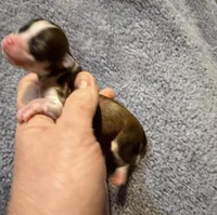 Chiquita, a female Chihuahua for sale in Seneca, MO – 1 of 4