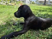 Crowley AKC (age discount), a male Cane Corso for sale in Seneca, MO – 3 of 10