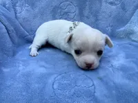 Elsa, a female Chihuahua for sale in Seneca, MO – 7 of 8