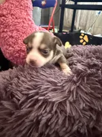 Christoff, a male Chihuahua for sale in Seneca, MO – 3 of 8