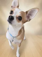 Buttercup, a female Chihuahua for sale in Seneca, MO – 2 of 4
