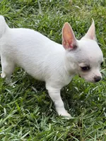 AKC Olaf, a male Chihuahua for sale in Seneca, MO – 6 of 10