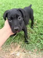 Cain AKC (age discount), a male Cane Corso for sale in Seneca, MO – 7 of 9