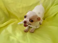 AKC Pearl, a female Chihuahua for sale in Seneca, MO – 6 of 10