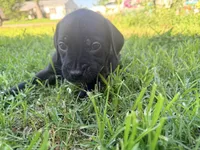Rufus AKC blue collar - 4th of July Special!, a male Cane Corso for sale in Seneca, MO – 8 of 10