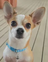 Buttercup, a female Chihuahua for sale in Seneca, MO – 3 of 4