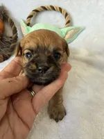 Jawa (Zippy), a male Brussels Griffon for sale in Seneca, MO – 3 of 10