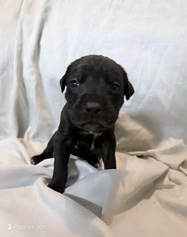 Ketch AKC orange collar-Delivery Special! – Cane Corso puppy for sale in Seneca, MO