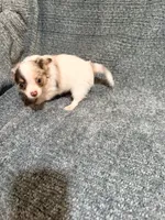 Stuart, a male Chihuahua for sale in Seneca, MO – 2 of 8