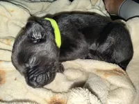 Dean AKC green collar, a male Cane Corso for sale in Seneca, MO – 8 of 8