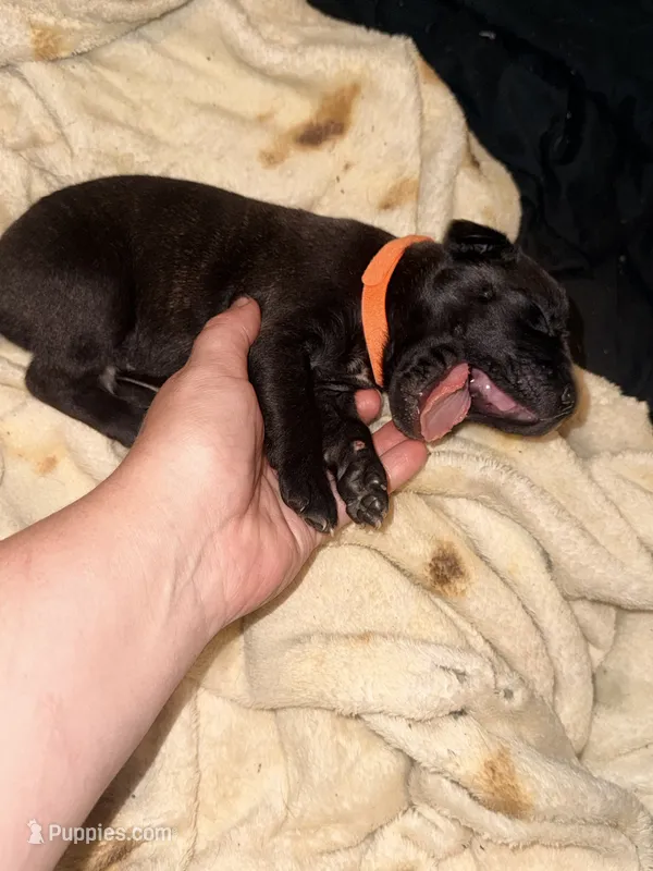 Ketch AKC orange collar – Cane Corso puppy for sale in Seneca, MO