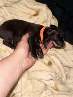 Ketch AKC orange collar, a male Cane Corso for sale in Seneca, MO – 1 of 8