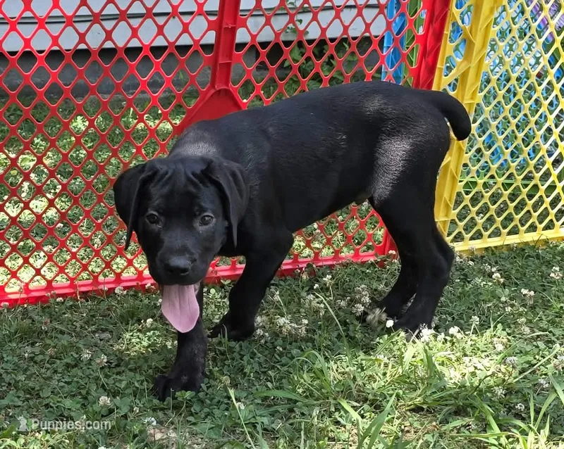 Dean AKC green collar – Cane Corso puppy for sale in Seneca, MO