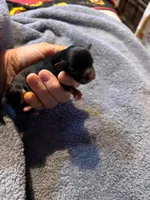 Frida, a female Chihuahua for sale in Seneca, MO – 3 of 6