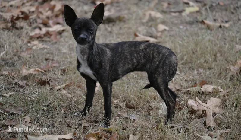 Betsy – Chihuahua puppy for sale in Seneca, MO