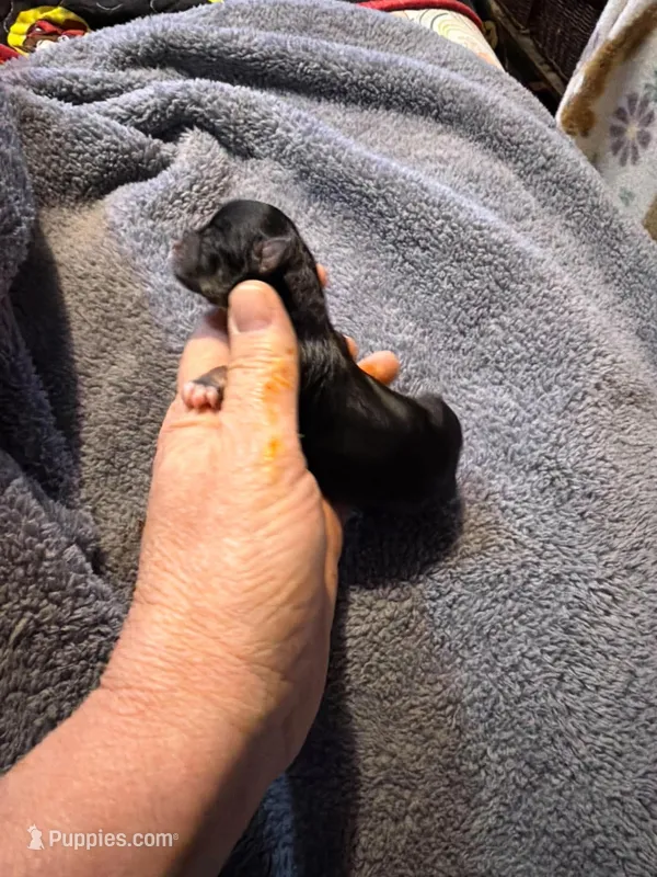 Frida – Chihuahua puppy for sale in Seneca, MO