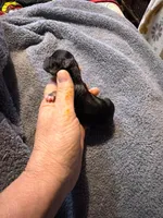 Frida, a female Chihuahua for sale in Seneca, MO – 1 of 6