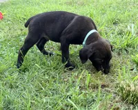 Ketch AKC orange collar-4th of July Special!, a male Cane Corso for sale in Seneca, MO – 10 of 10