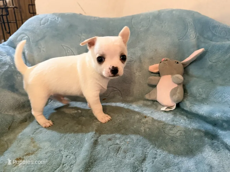 Olaf – Chihuahua puppy for sale in Seneca, MO