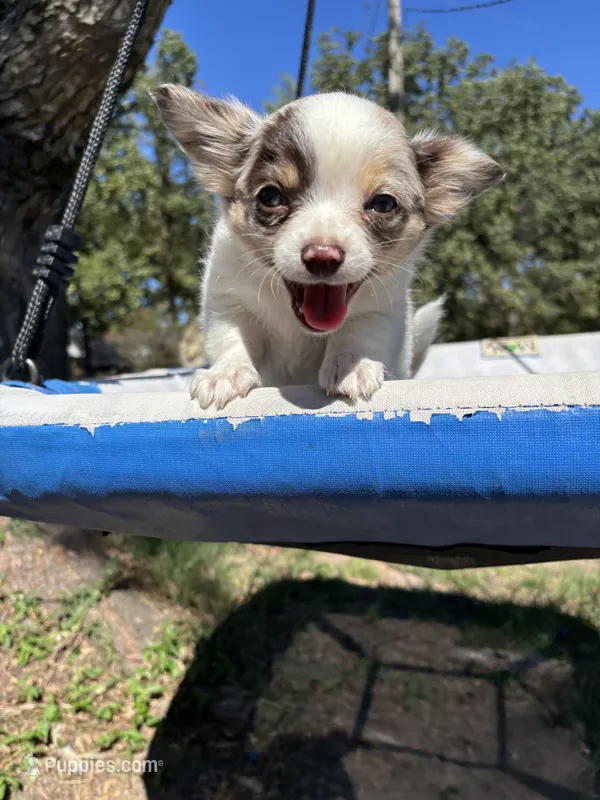 Stuart – Chihuahua puppy for sale in Seneca, MO