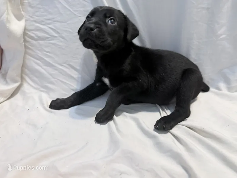 Dean AKC green collar-Delivery Special! – Cane Corso puppy for sale in Seneca, MO