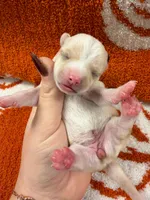 Luna, a female Chihuahua for sale in Seneca, MO – 4 of 5