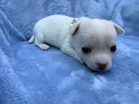 Elsa, a female Chihuahua for sale in Seneca, MO – 3 of 8