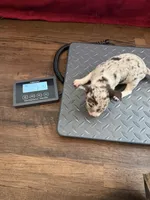 Gucci akc tiny, a female Chihuahua for sale in Seneca, MO – 8 of 9