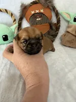 Madolorian, a male Brussels Griffon for sale in Seneca, MO – 7 of 9
