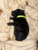 Dean AKC green collar, a male Cane Corso for sale in Seneca, MO – 2 of 8