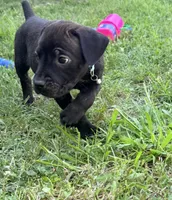 Ketch AKC orange collar-4th of July Special!, a male Cane Corso for sale in Seneca, MO – 4 of 10