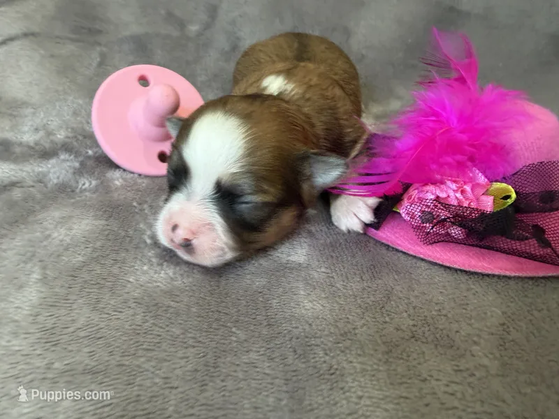 Lupita – Chihuahua puppy for sale in Seneca, MO