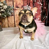 Athena, a female French Bulldog for sale in Seneca, MO – 3 of 6