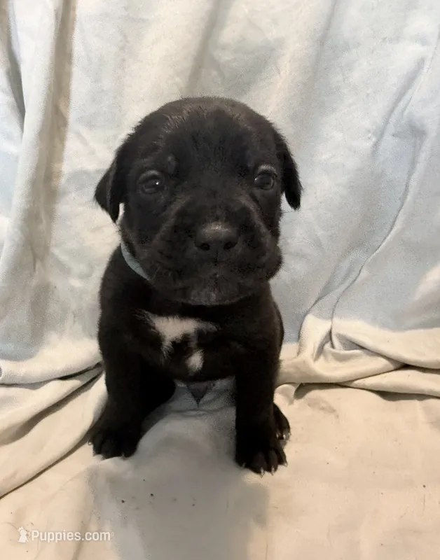 Rufus AKC blue collar -Delivery Special! – Cane Corso puppy for sale in Seneca, MO