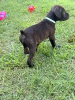 Ketch AKC orange collar-4th of July Special!, a male Cane Corso for sale in Seneca, MO – 5 of 10
