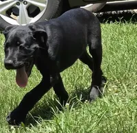 Cain AKC (age discount), a male Cane Corso for sale in Seneca, MO – 5 of 9
