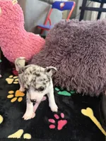 Louis akc, a male Chihuahua for sale in Seneca, MO – 10 of 10