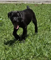 Crowley AKC (age discount), a male Cane Corso for sale in Seneca, MO – 2 of 10
