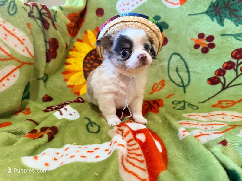 Stuart – Chihuahua puppy for sale in Seneca, MO